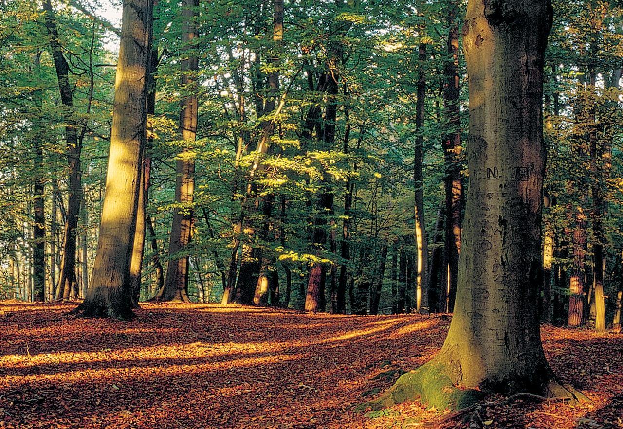 Rezydencja Smolarnia Siedlisko  Bagian luar foto